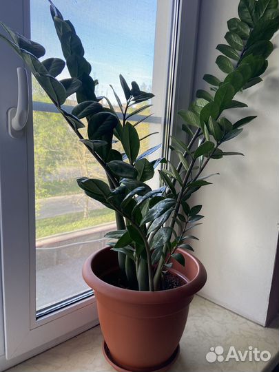 Замиокулькас, долларовое дерево большое с горшком