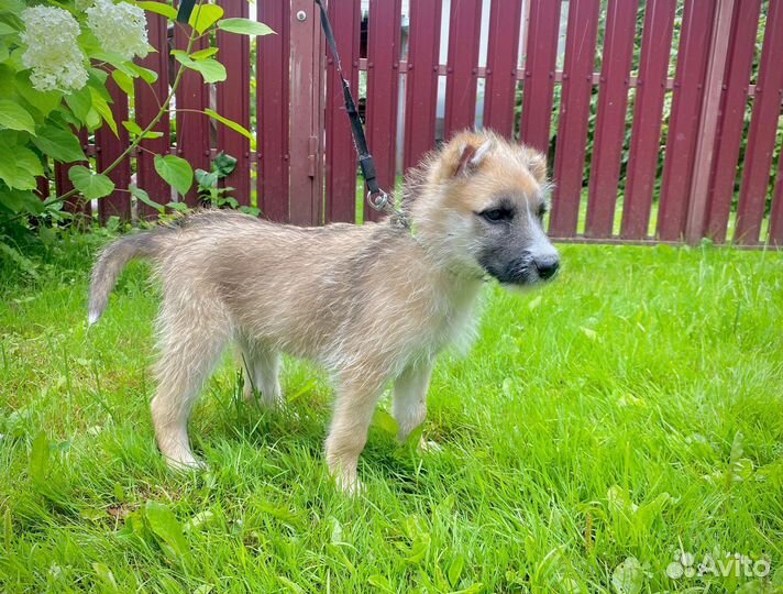 Щенок собака сука девочка бесплатно в добрые руки