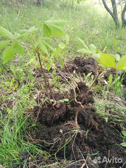 Саженцы каштана