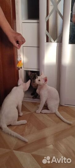 Котята породы Девон Рекс