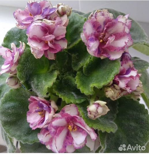 Сортовые фиалки