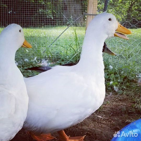 Утята бройлерные ст-5, Чилли Вилли