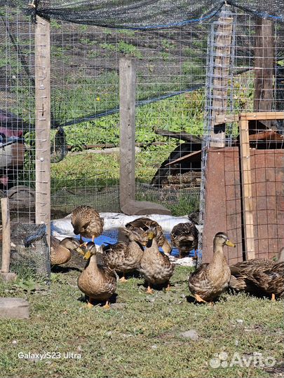 Подсадные утки