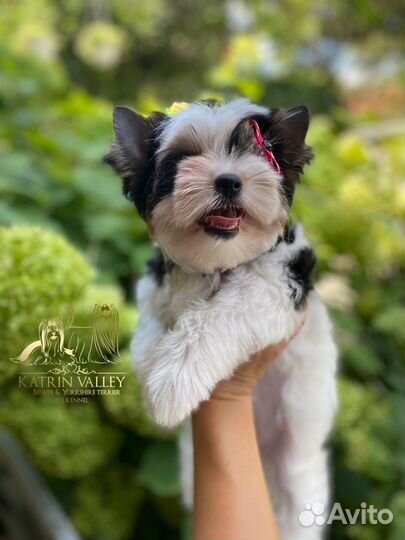 Бивер стандартная девочка