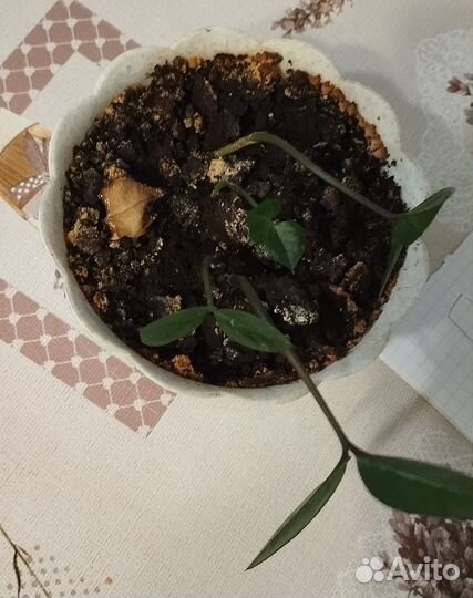 Замиокулькас