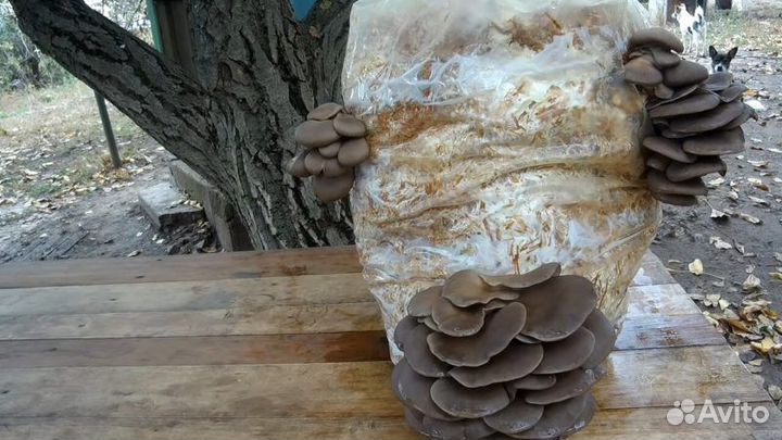 Мицелий грибов Вешенка интересно просто и вкусно