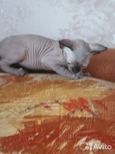 Канадский сфинкс