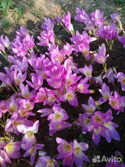 Ирисы фиалки колокольчики флоксы безвременники