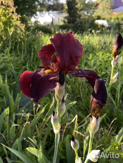 Ирисы