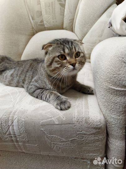 Шотландский кот