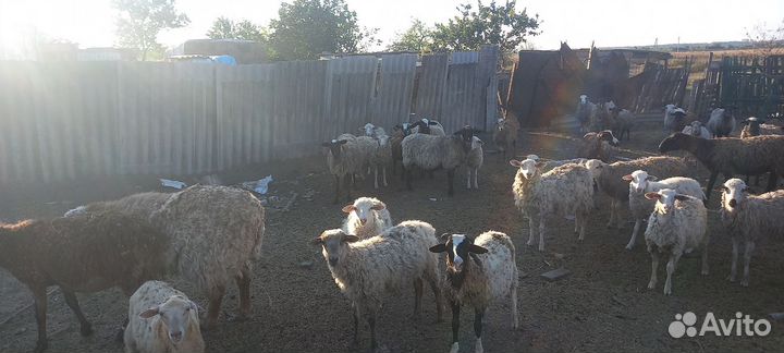Овцы бараны