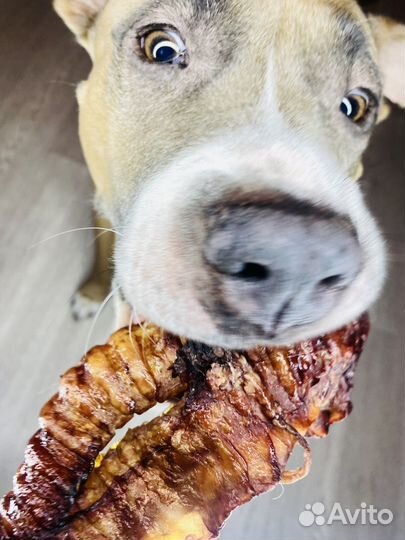 Лакомства для собак