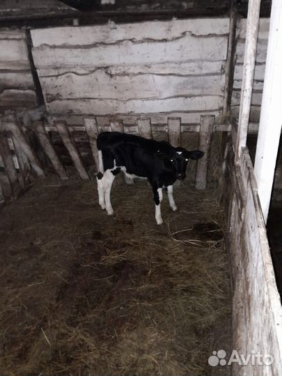 Телята бычки тёлки