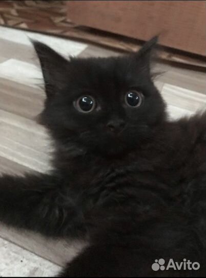 Кошка в добрые руки