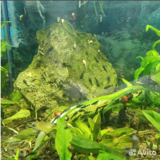 Анциструсы, корм и др