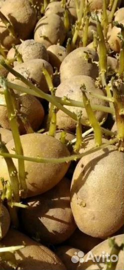 Семена картофеля