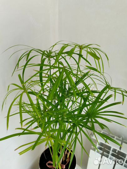 Пальма, циперус