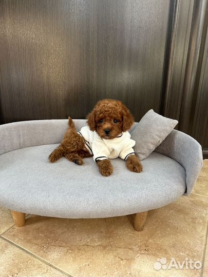 Той-пудель мальчик ред браун щенок