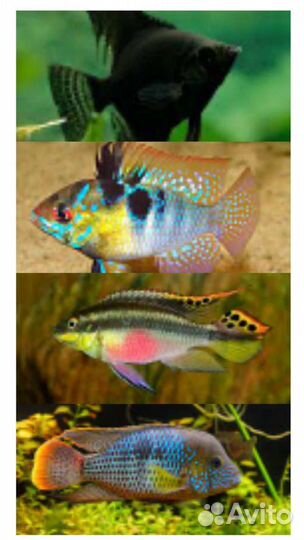 Аквариумные рыбки