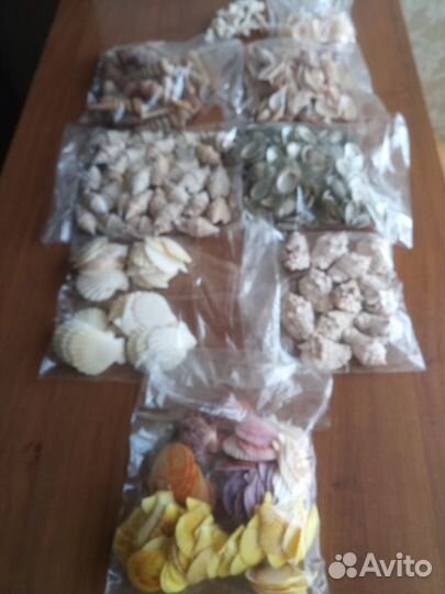 Ракушки океанисеские для дизайна