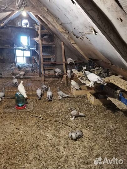 Голуби Орёл