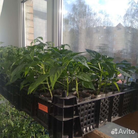 Рассада помидор и перцев