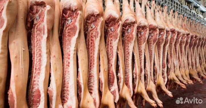 Мясо свинина полутуши