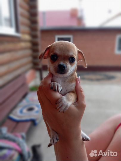 Щенки чихуахуа мини гладкошерстные