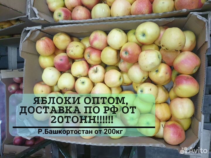 Яблоки оптом разных сортов от 20 тонн