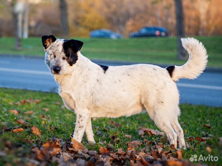Слепая собака в добрые руки