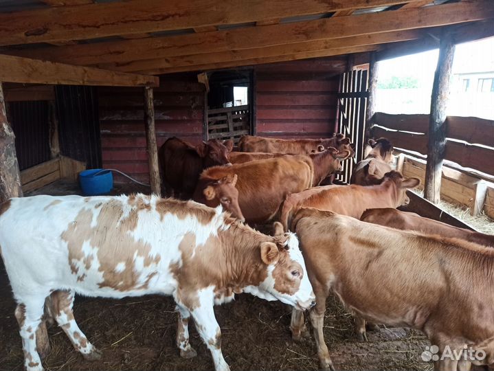Продам телок
