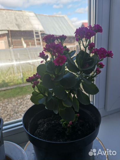 Каланхоэ цветущий