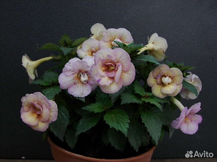 Ризомы ахименесов