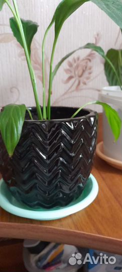 Спатифиллум,цветёт. С горшком