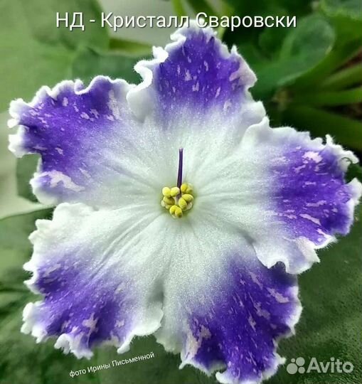 Фиалка. Укоренённый лист