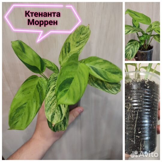 Ктенанта, сингониум, сциндапсус