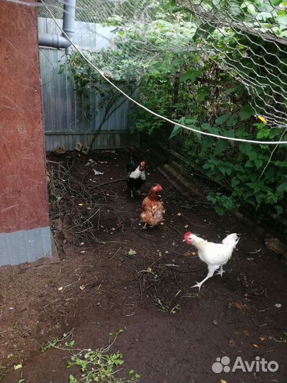 Куры молодки