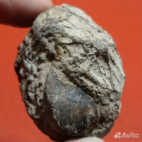 Пиритизированная ихтиофоссилия с двухстворкой