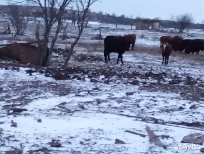 Телка 1.5 года