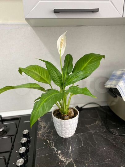 2-к. квартира, 50 м², 3/8 эт.