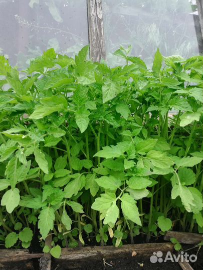 Рассада помидор