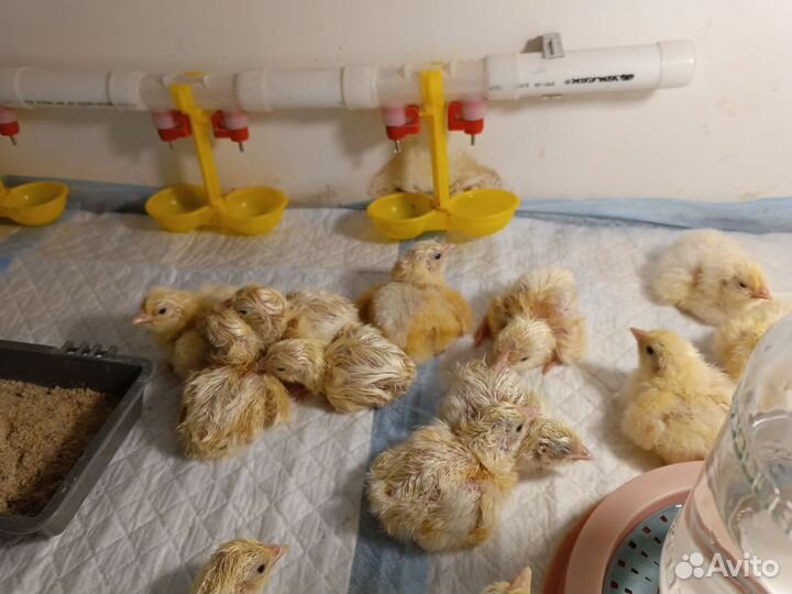 Цыплята бройлеры суточные Смена