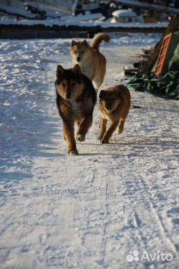 Щенки аляскинского маламута