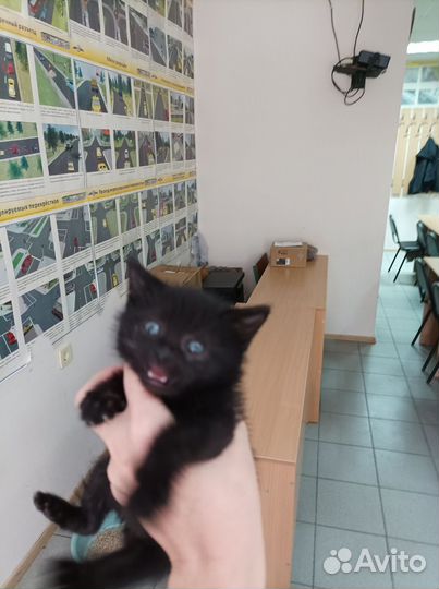 Котёнок в дар