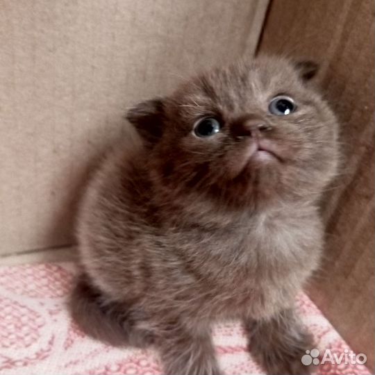 Шотландские котята