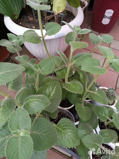 Плектрантус