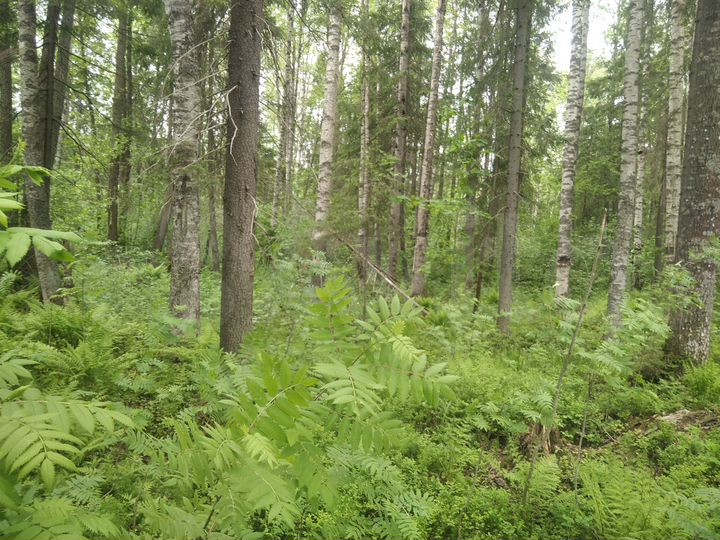 Участок 14 сот. (ИЖС)