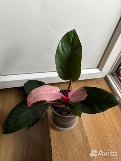 Сенсация филодендроны