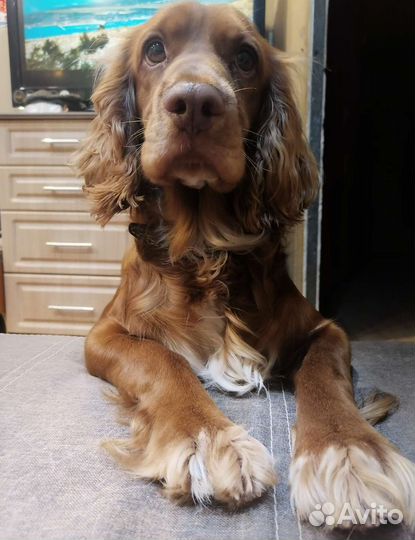 Ищем невесту