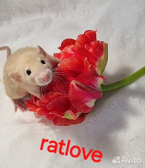 Крысята дамбо девочки